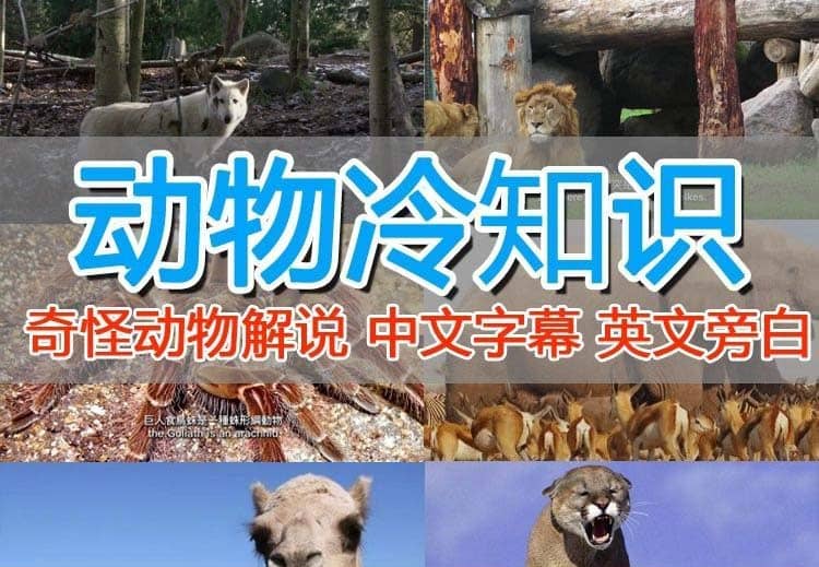 外面卖1699的国外纪录片解说（动物解说、美食、动画片）稳过中视频-牵机网